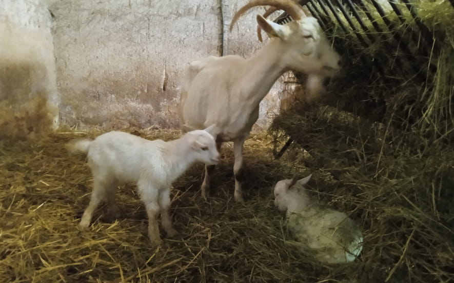 Ferme pédadogique du P'tit Ban-Houé