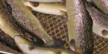Pisciculture du breuchin