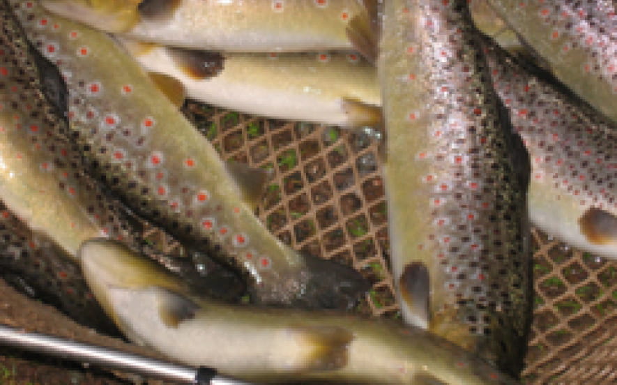 Pisciculture du breuchin