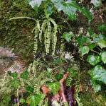 Balades & Botanique – Sorties natures