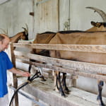 Ferme du Busset - Famille Batot