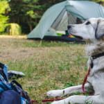 Camping du Herrenhaus
