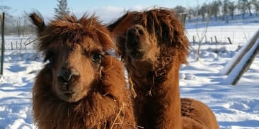 Ferme pédagogique la Contrée des Minis