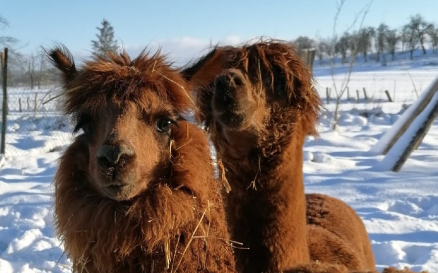 Ferme pédagogique la Contrée des Minis