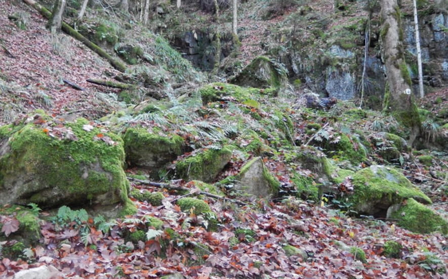 La fôret d’Éboulis de Battion
