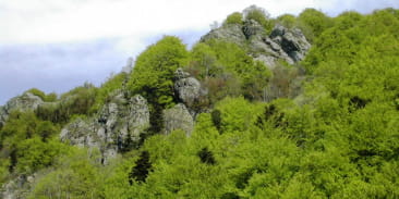 Réserve naturelle de la Forêt des Volcans et des Vogelsteine
