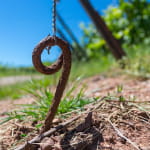 Le vignoble de la Cote 425