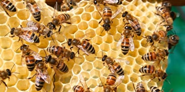 Congrès et exposition d'apiculture