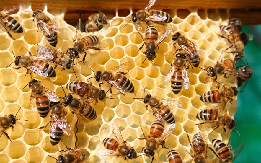Congrès et exposition d'apiculture