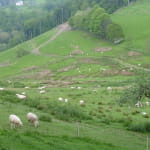 Ferme du Busset - Famille Batot