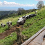 Ferme-Auberge Buchwald