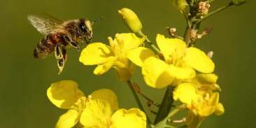 Visite : Le monde des abeilles