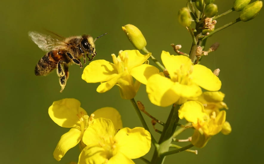 Visite : Le monde des abeilles
