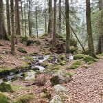 La Gorge des Roitelets