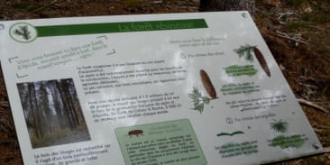 Sentier thématique : Le sentier de découverte de la forêt