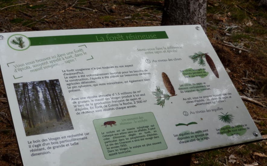 Sentier thématique : Le sentier de découverte de la forêt