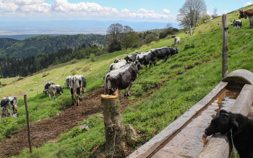 Ferme-Auberge Buchwald