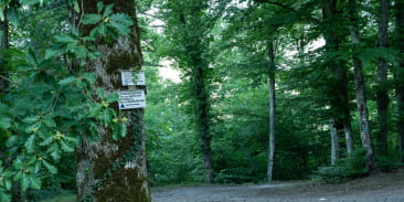 Circuit du Schlosswald