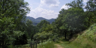 Arboretum
