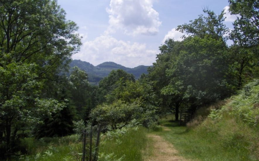 Arboretum