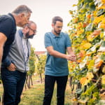 Au cœur du métier de vigneron : de la cave à l’assemblage