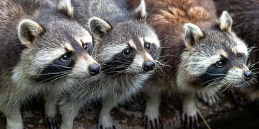 Observation nocturne des ratons-laveurs