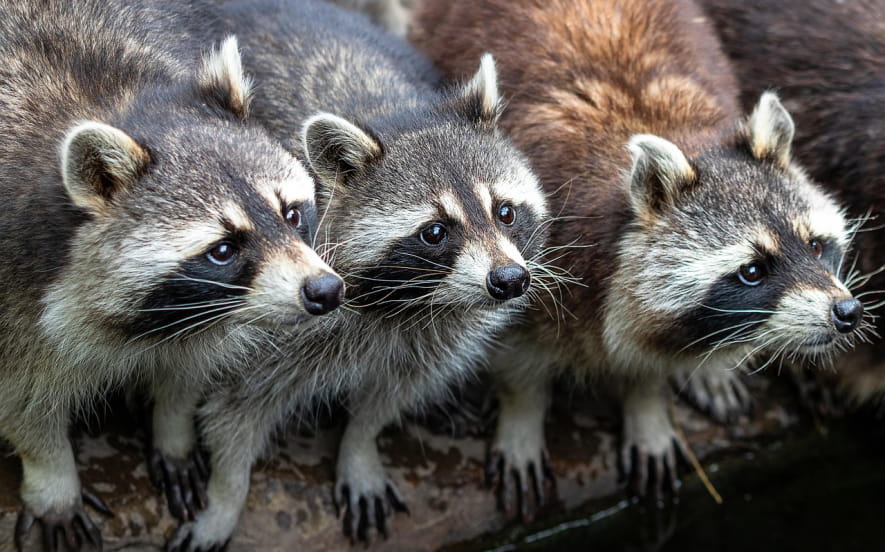 Observation nocturne des ratons-laveurs