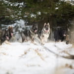 Cani-Rando à la découverte de la meute
