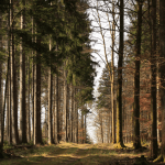 Balade en famille : Dans la forêt de Wangenbourg