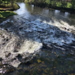 Rivière piscicole de l'Ognon