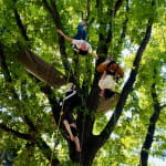 Esprit Libre - grimpe d'arbre