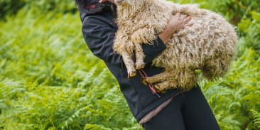 Le Mohair des Petits Sentiers