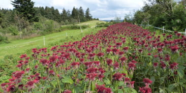 Les jardins de Bernadette - plantes condimentaires et aromatiques