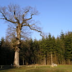 Gros chêne Sondersdorf