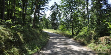 Sentier poussette - Un tour dans le Klosterwald