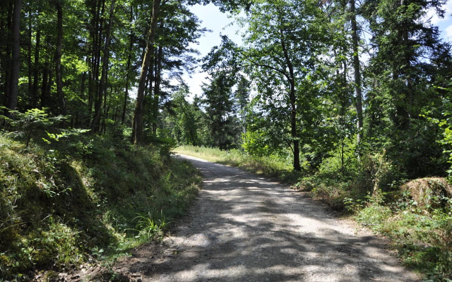 Sentier poussette - Un tour dans le Klosterwald