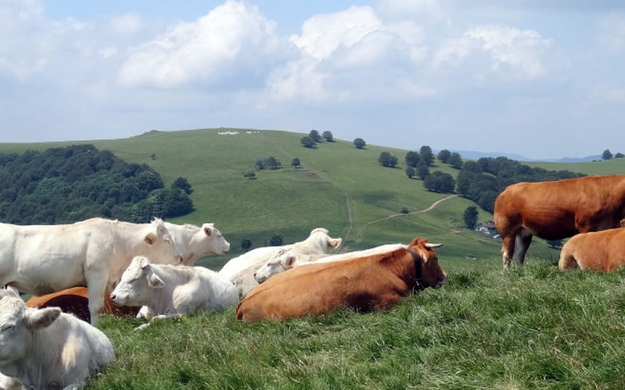Le massif du Rossberg