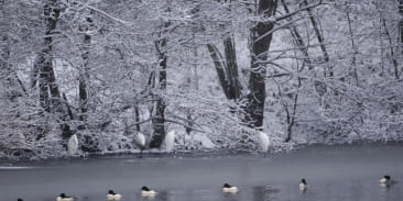 À la découverte des oiseaux hivernants