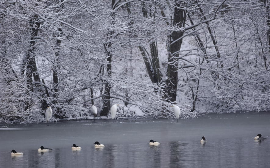 À la découverte des oiseaux hivernants