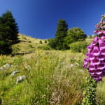La Route des Crêtes