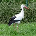 Enclos à cigognes
