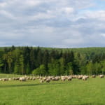 Ferme du Pâquis