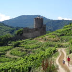 Balade famille - Château et vignoble