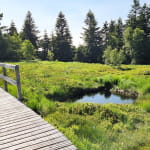 La tourbière du Haut Chitelet