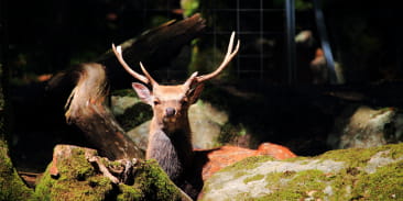 Visite : Les nocturnes du parc