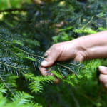 Ferme aux herbes - plantes aromatiques et medicinales