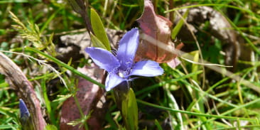 Site naturel Le Wurmberg