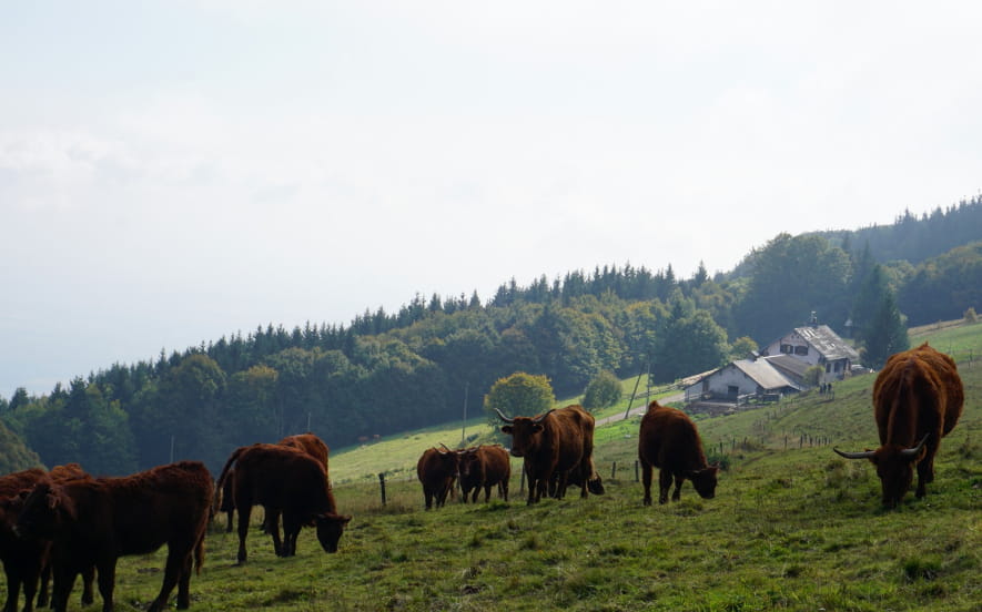 Le Molkenrain
