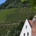 Le vignoble de Vieux-Thann