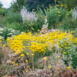 Visite guidée du jardin écologique Hymenoptera